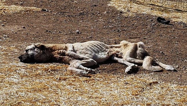 Sivas'ta ölmek üzereyken bulduğu köpeğe, hayvanseverler el uzattı!