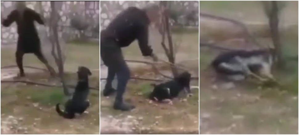Ağaca bağlı köpeği kalasla döve döve öldürdü