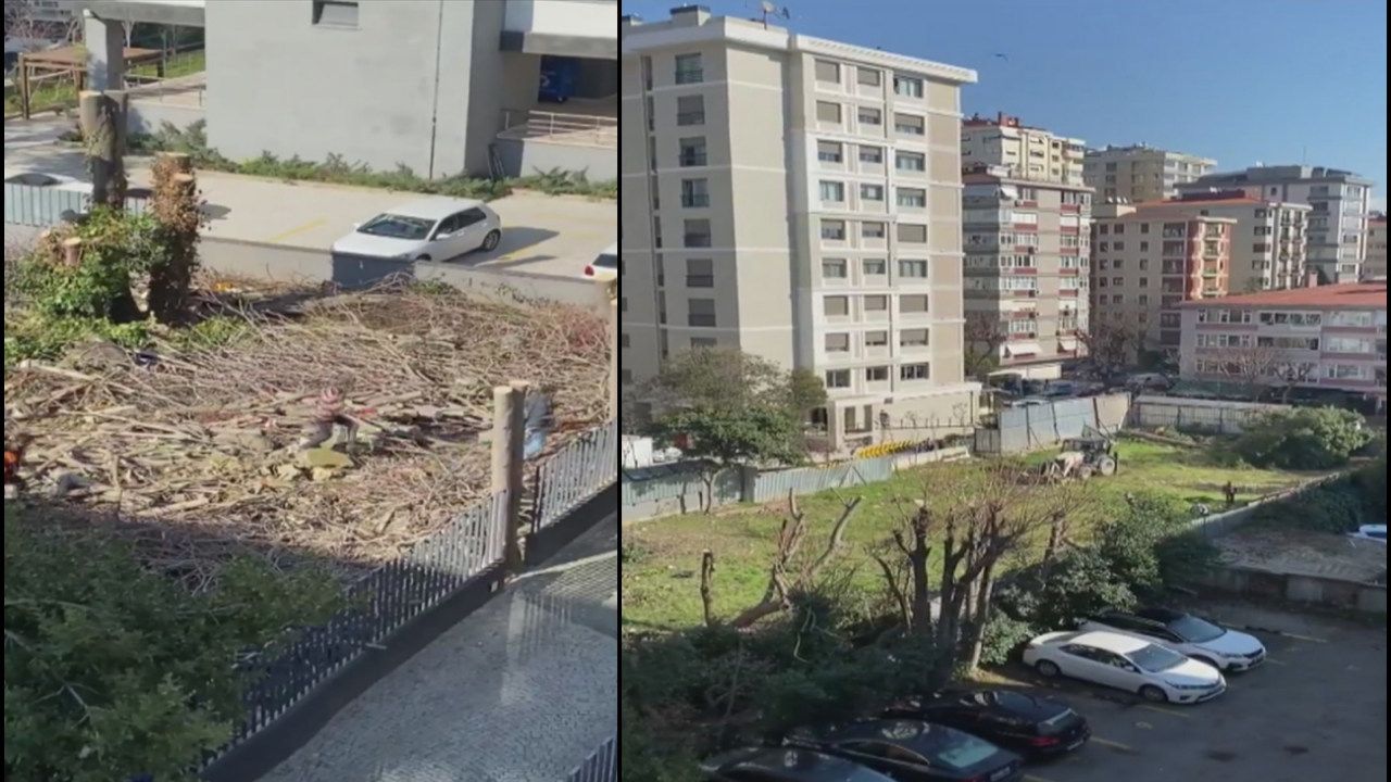 100 yıllık ağacı güpegündüz kesip kaçtılar