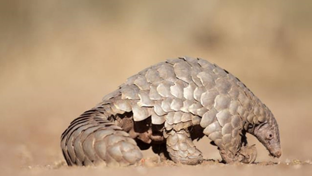 Pangolinlerde farklı bir koronavirüs türü çıktı!