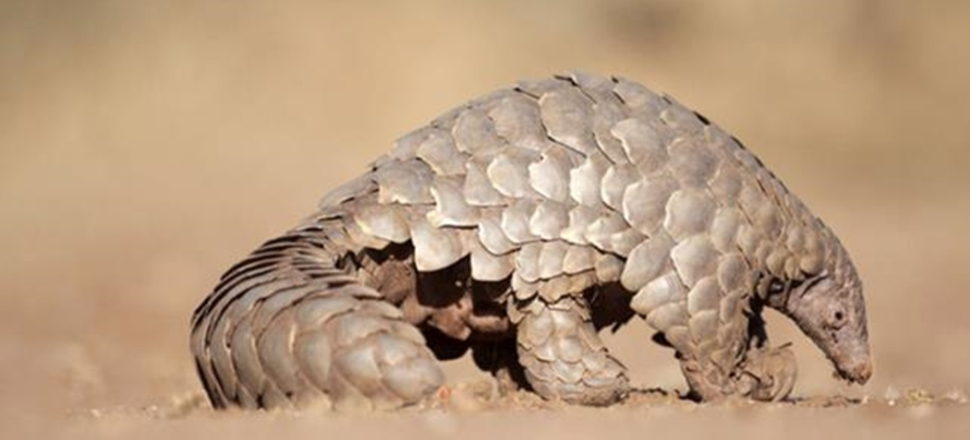 Pangolinlerde farklı bir koronavirüs türü çıktı!