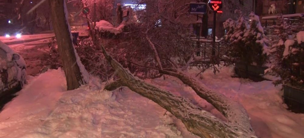 İstanbul'da yoğun kar ağaçları devirdi