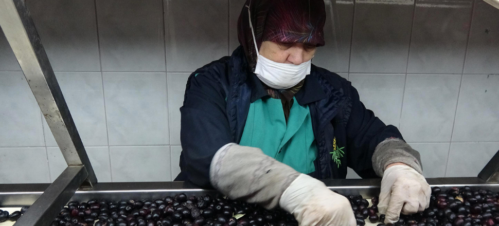 Meğer zeytin değil zehir yiyormuşuz