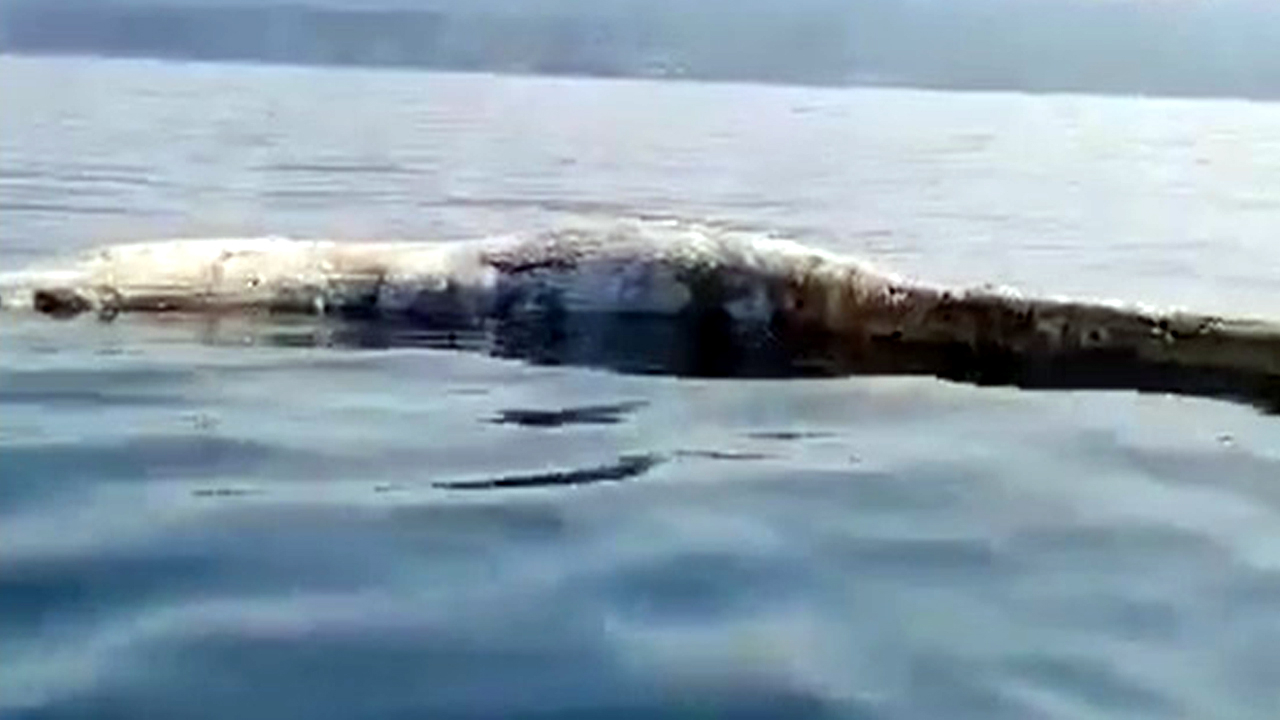 İskenderun'da heyecan yaratan canlı mı