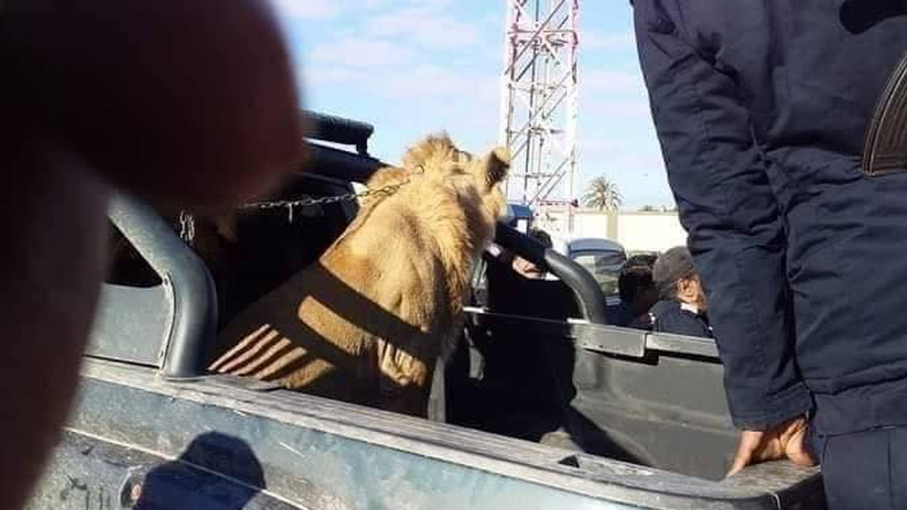 Siz hiç sokakta dolaşan aslan gördünüz mü