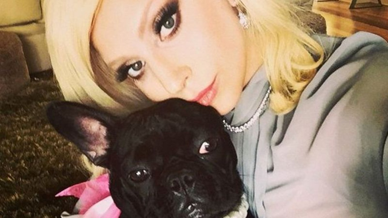 Lady Gaga'nın köpekleri kaçırıldı! Getirene 500 bin dolar