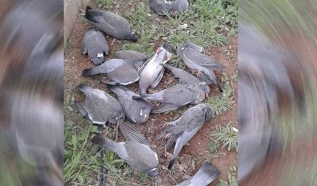 Şanlıurfa'da esrarengiz olay: Binlerce kuş öldü!