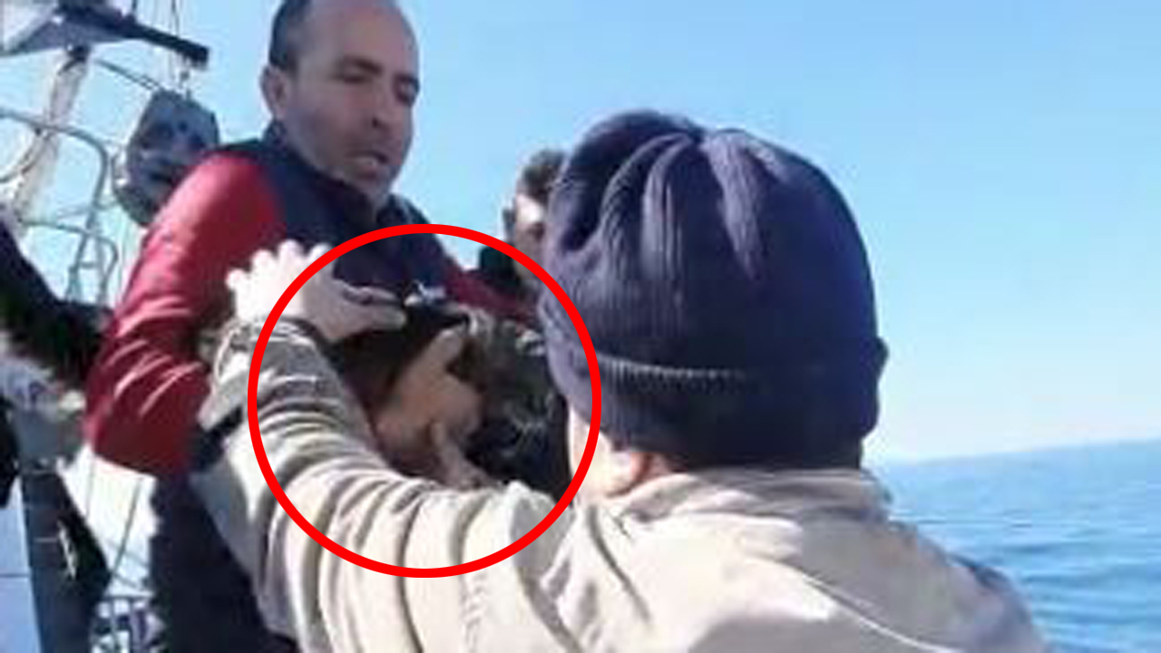 Kaybolup tekneyle kıta değiştiren tatlı kedi sahibine döndü