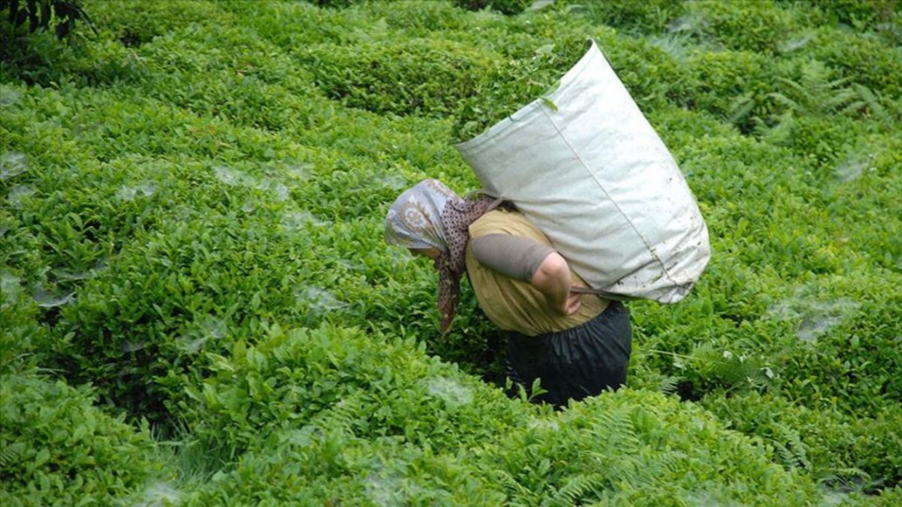 Karadeniz için tehlike yaklaşıyor