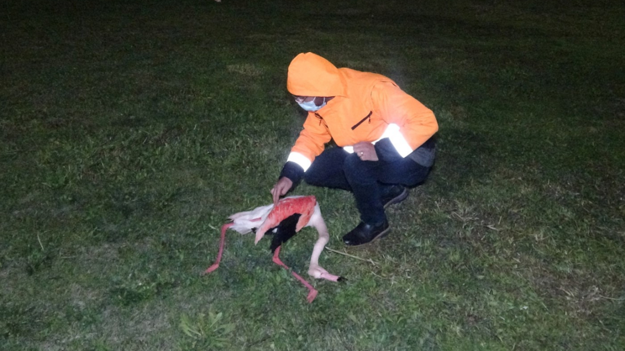 İzmir'de 9 flamingo ölü bulundu