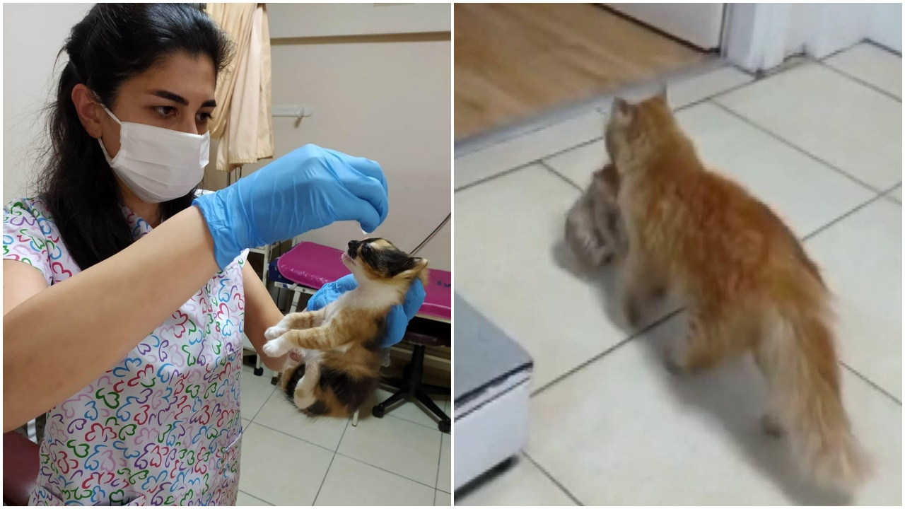 Hastalanan yavrularını veterinere götürdü