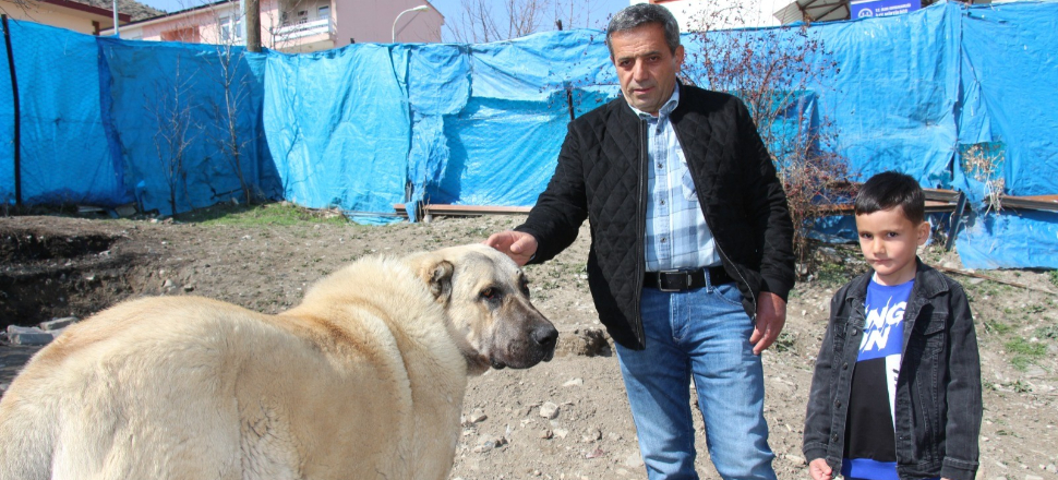 'Azman' ismini beğenmeyen köpek dile geldi