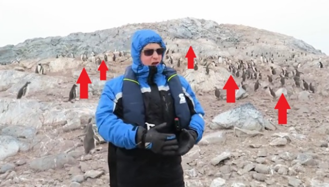 Opera dinlettirilen penguenler topluca kaçtı!
