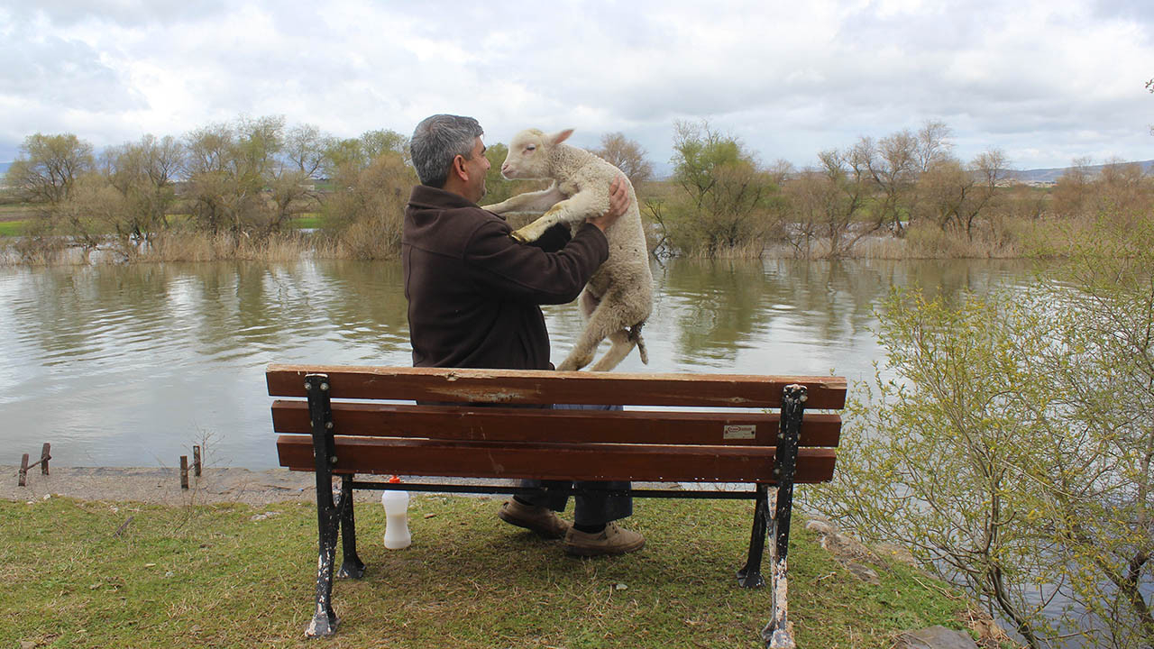 Annesi ölen kuzu, imamın peşini bırakmıyor