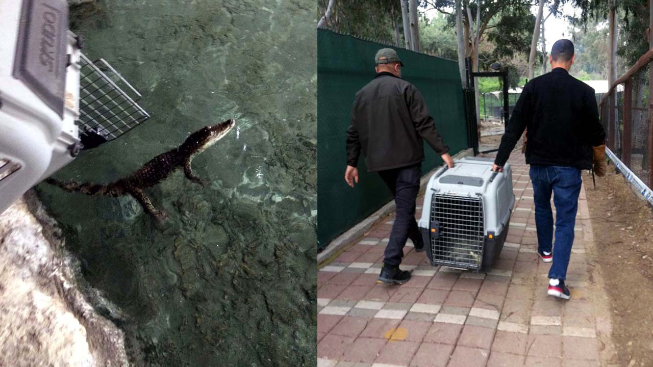 Adana'da timsah bulundu