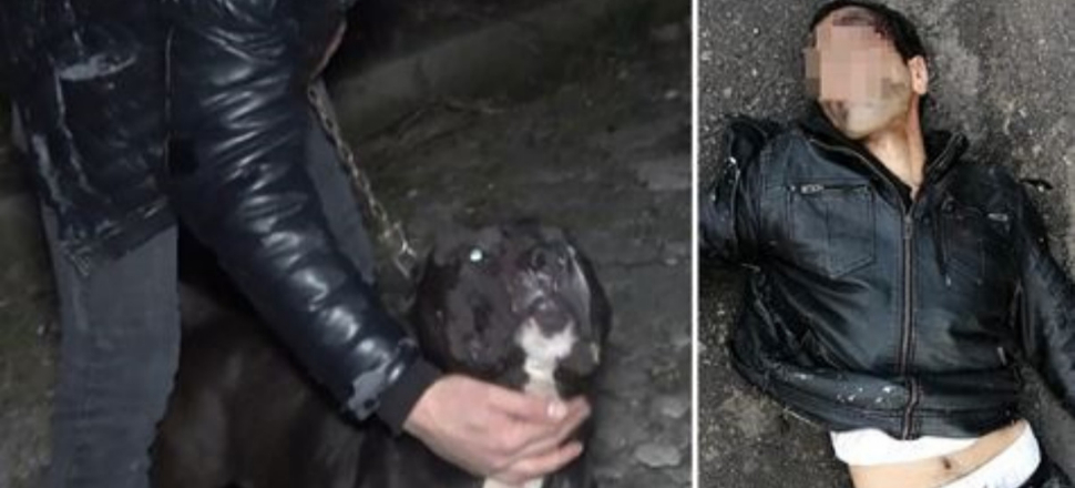 Tecavüzcüyü pitbull yakalamıştı! Sapık hakkında karar verildi...