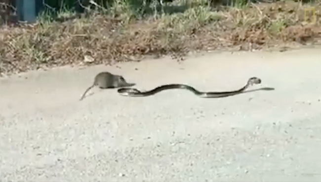 Yavrusunu yılanın ağzından alan anne fare!