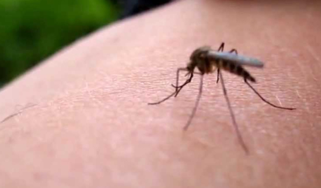 Dikkat! Zika ve Lyme hastalığı için uyarı! Hastalıkların belirtisi ve tedavisi