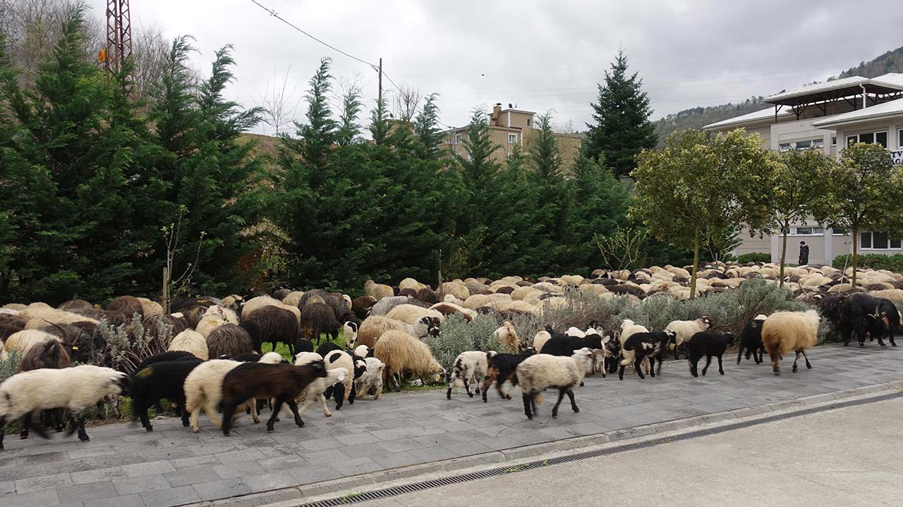 Artvin'de asırlardır devam eden yayla göçleri başladı