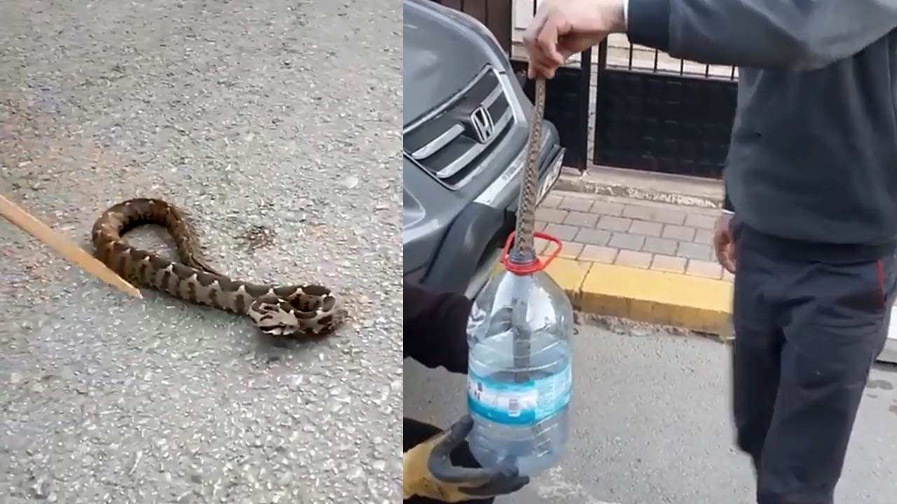 Yılanı elleriyle yakalayıp su bidonuna koydu