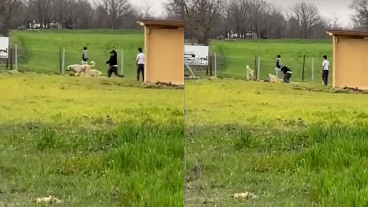 Sokak köpeklerini dövüştürdükten sonra kendileri sopayla dövdü
