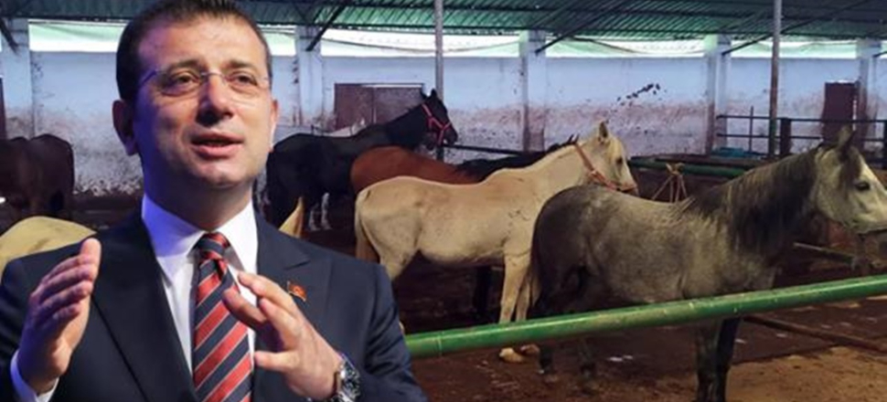 İBB'nin Adalar'dan toplatıp sahiplendirdiği atlar kayıp
