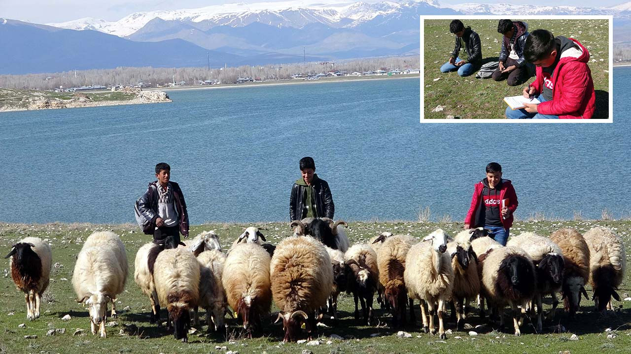 Hem çobanlık yapıyorlar hem ders çalışıyorlar