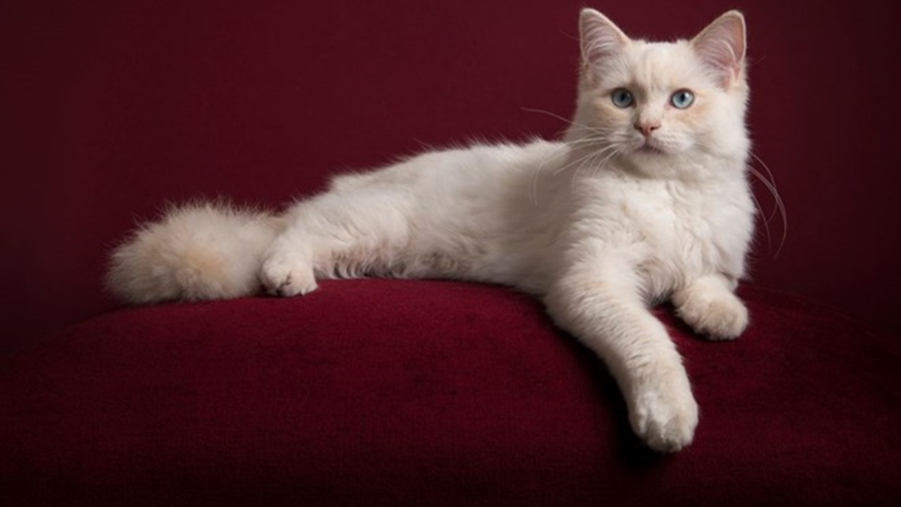 Bir kedi koronavirüs nedeniyle öldü