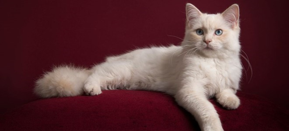 Bir kedi koronavirüs nedeniyle öldü