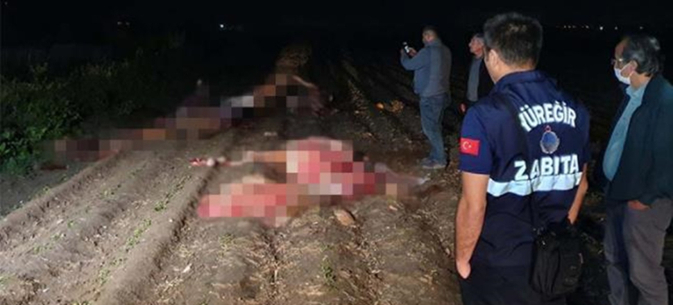 Tarla kenarında başları kesilmiş 3 hayvan bulundu