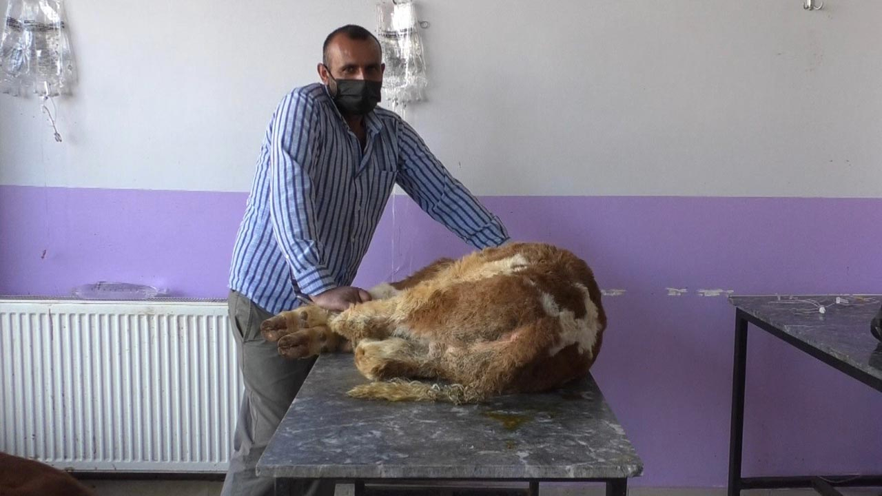 Kedi ve köpeklerden sonra bir hayvanda daha korona çıktı