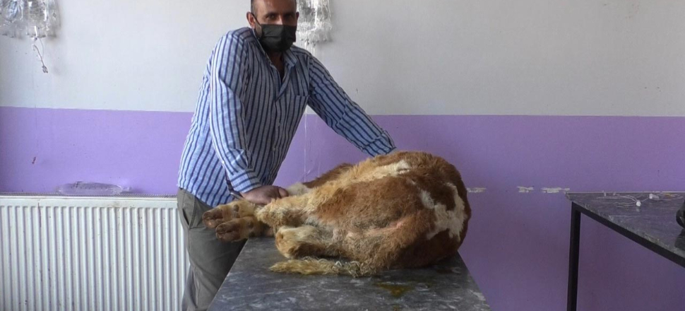 Kedi ve köpeklerden sonra bir hayvanda daha korona çıktı