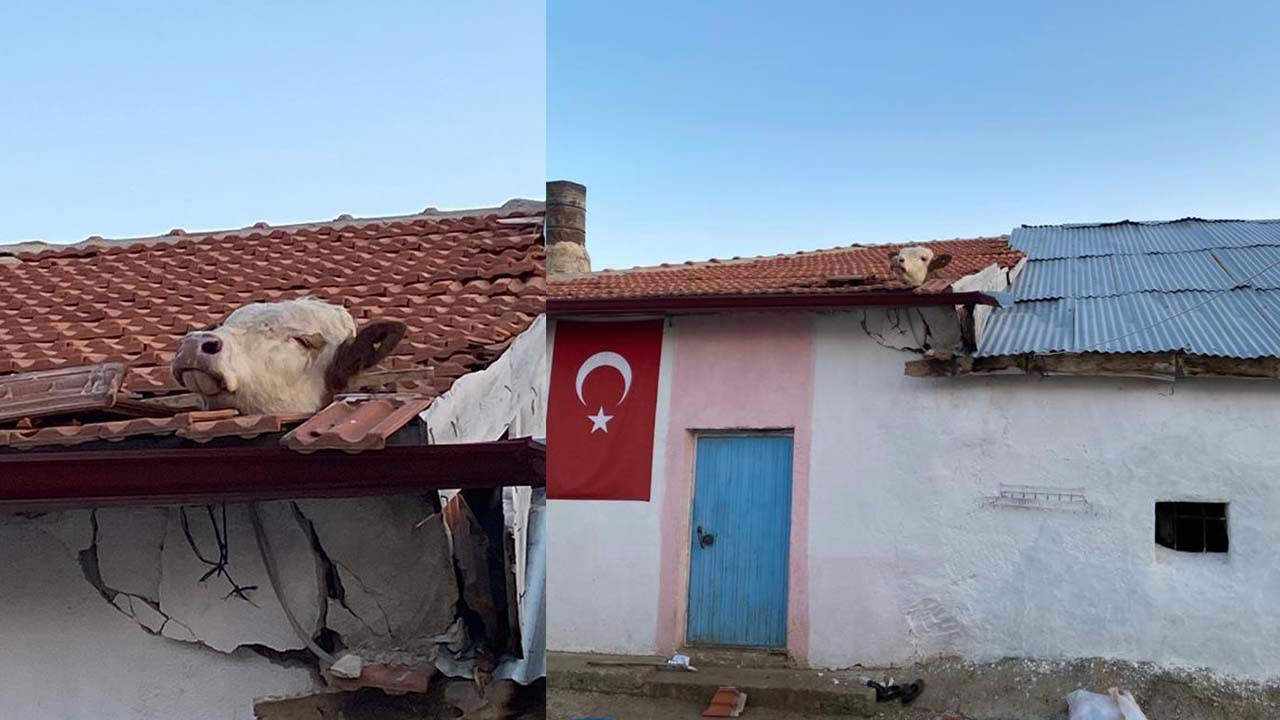 Yozgat'ta dana çatıda asılı kaldı