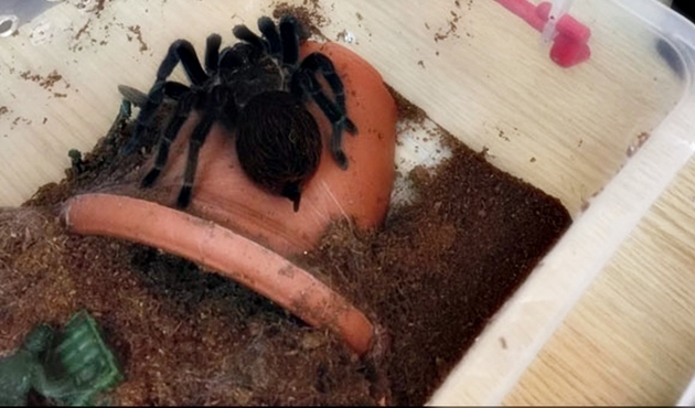 Terör baskınında 'tarantula' şoku!
