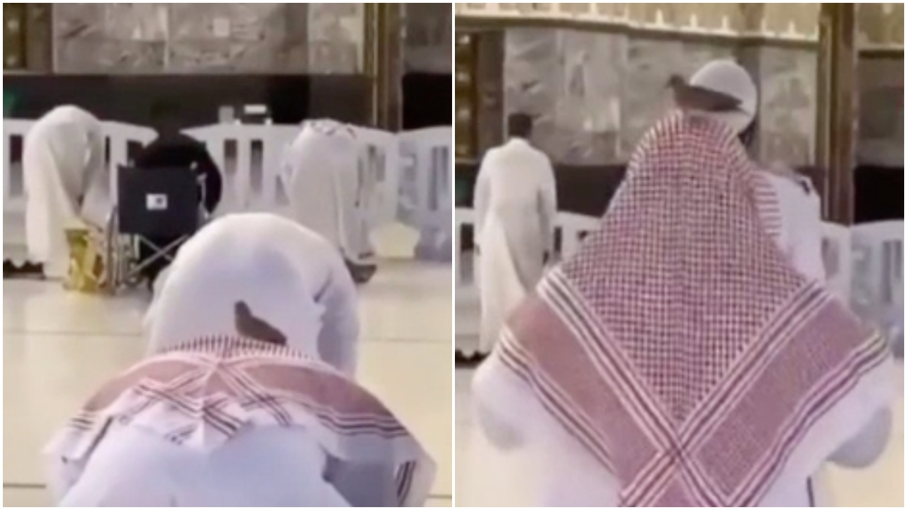Güvercin, namaz kılan kişinin başından ayrılmadı