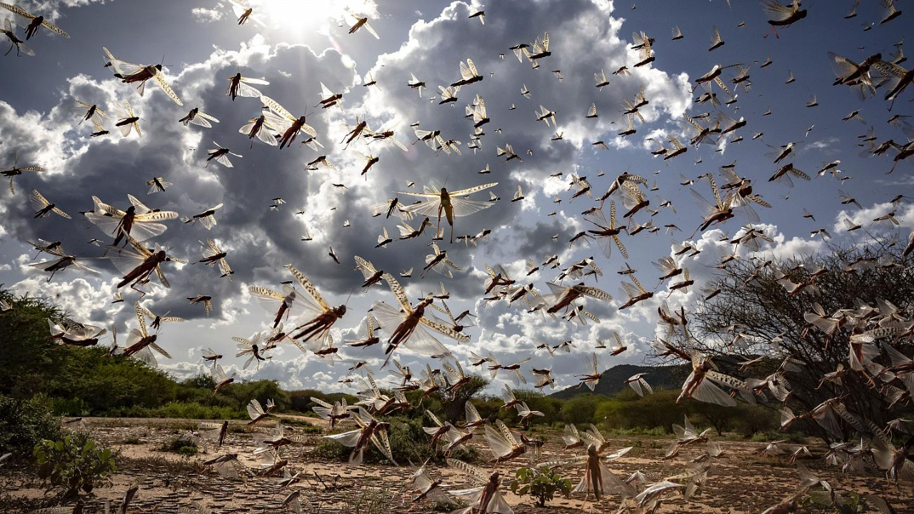 İstilacı çöl çekirgeleri sınırımızda