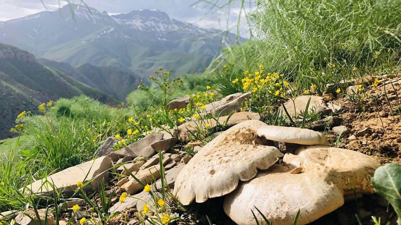 Bu mantar için müşteriler sıraya giriyor!