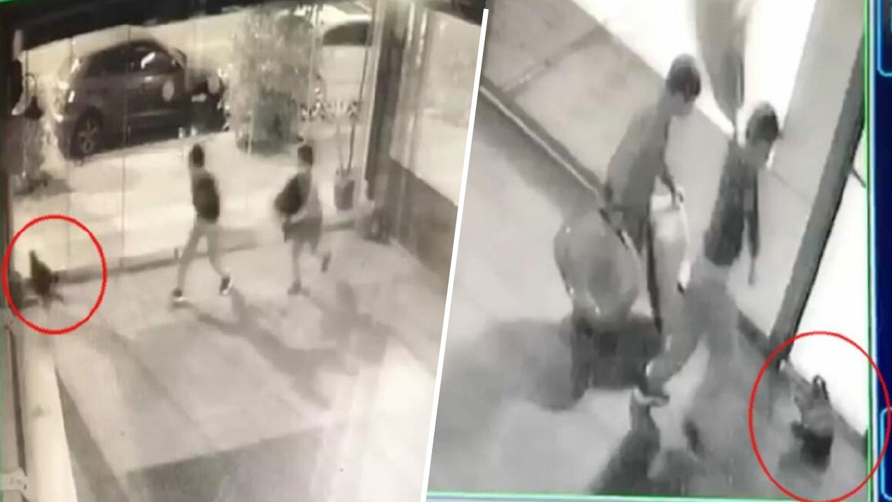 Kan donduran görüntüler! 2 çocuk kediyi kütükle vurup, tekmeleyerek işkence yaptı!