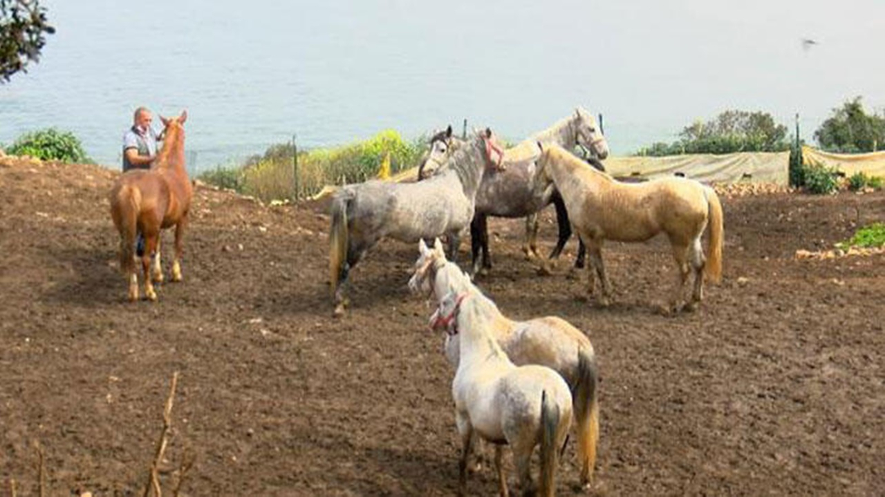 İBB'den "kayıp at" iddialarına cevap