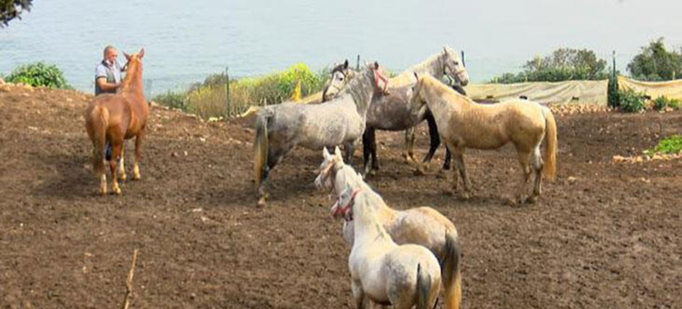 İBB'den "kayıp at" iddialarına cevap