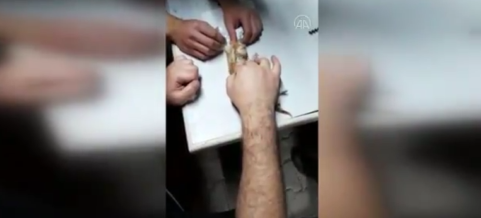 Kalbi duran yavru kediye suni teneffüs