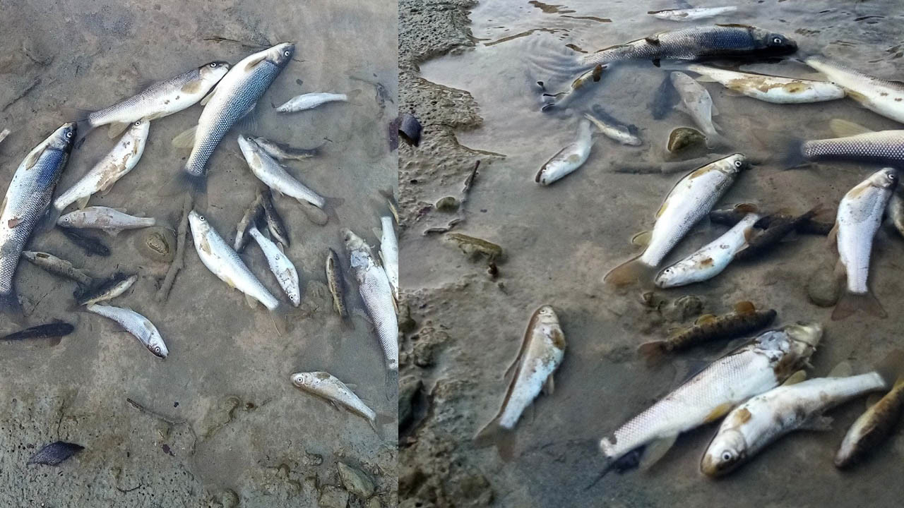 Adana'da toplu balık ölümlerinin nedeni belli oldu