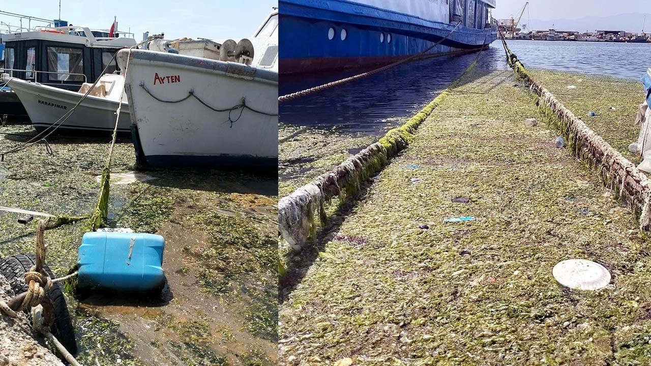 İzmir denizinde korkutan manzara
