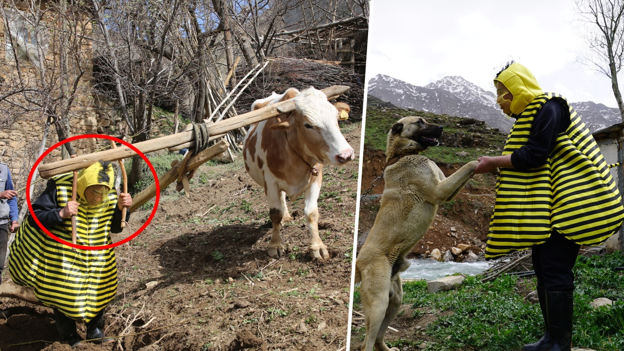 Türkücü Aydın Aydın arı kostümü giyerek öküzle çift sürdü, hayvanlarla helalleşti!