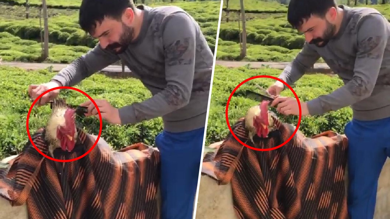 Kısıtlamada sıkılan Karadenizli berber beslediği horozu tıraş etti!