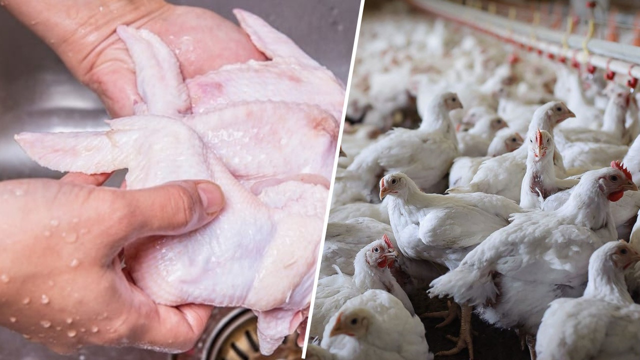 Keşkek faciası sonrası tavuktaki tehlikeye dikkat! Bunu yapmak zehirlenmeye neden olur...