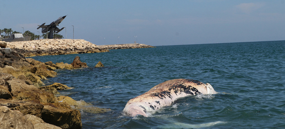Dünyanın en büyük ikinci balinası, Mersin'de karaya vurdu