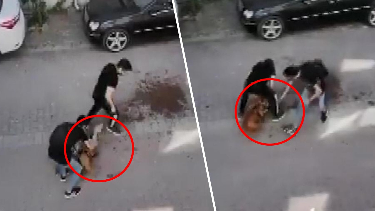 İstanbul'da pitbull dehşeti! Kediyi bacağından kopararak öldürdü...