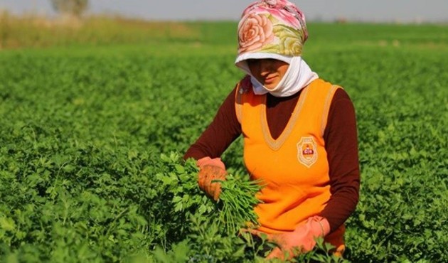 Genç çiftçilere 30 bin lira destek müjdesi! İşte şartlar...