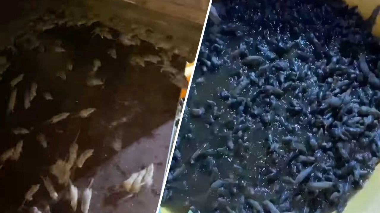 Tüyler ürperten görüntüler! Fareleri su dolu küvete attılar...